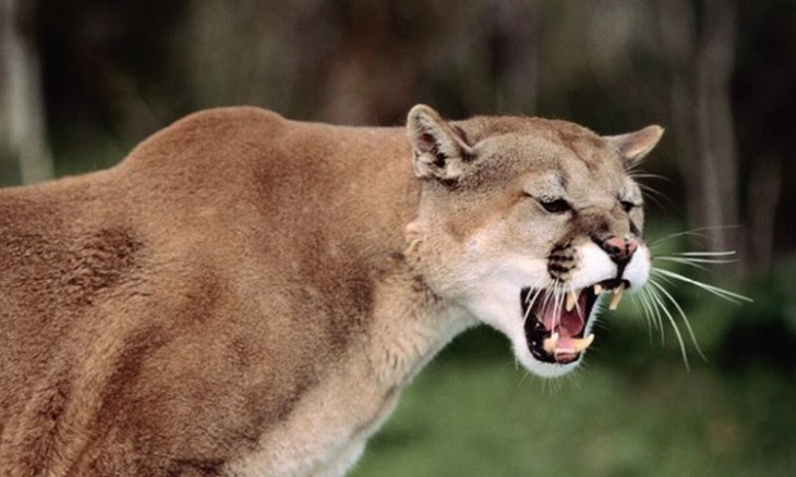 Seorang Wanita dan Seekor Anjing Berjuang Hidup dari Serangan Singa Gunung