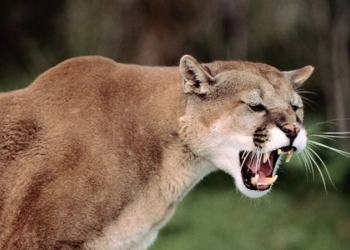 Seorang Wanita dan Seekor Anjing Berjuang Hidup dari Serangan Singa Gunung