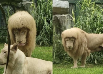 Singa dengan Poni dan Potongan Rambut yang Aneh Jadi Perbincangan