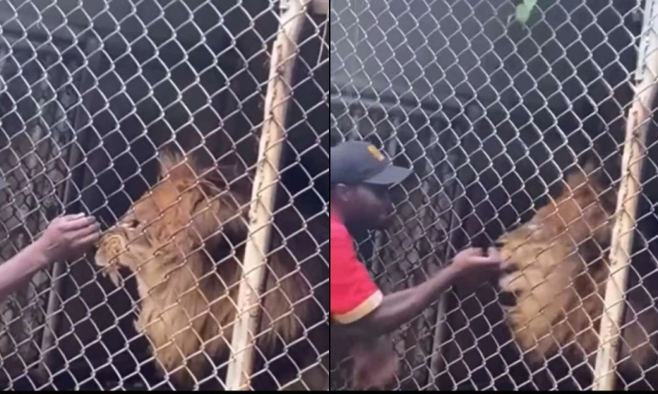 Singa Gigit Habis Jari Manis Penjaga Kebun Binatang