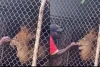 Singa Gigit Habis Jari Manis Penjaga Kebun Binatang