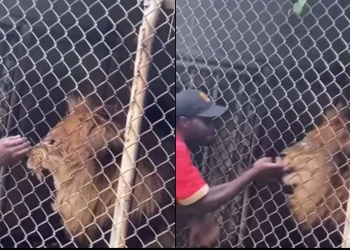 Singa Gigit Habis Jari Manis Penjaga Kebun Binatang
