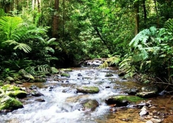 Mengenal Taman Nasional Gunung Leuser 