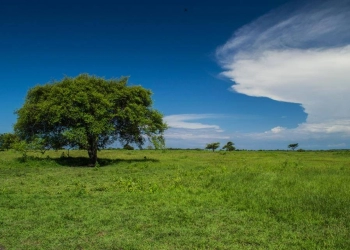 Taman Nasional Baluran Little Africa In Java