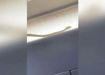 Seekor Ular Terlihat di Bagasi Pesawat AirAsia, Penerbangan Dialihkan
