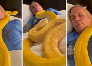 Wow!! Seorang Pria Tidur Nyenyak dengan 2 Ular Piton, Apa yang Terjadi?
