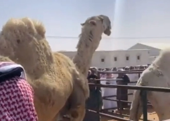 Wow...Unta Termahal di Arab Saudi Dilelang Seharga Rp 26 Miliar