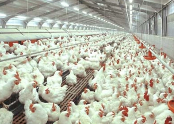 Harga Pakan Terus Naik, Industri Unggas Mulai Kembang-kempis