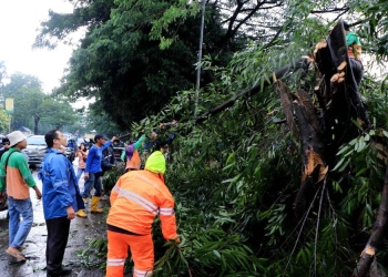 Wali Kota Turun Langsung Tangani Pohon Tumbang Akibat Hujan